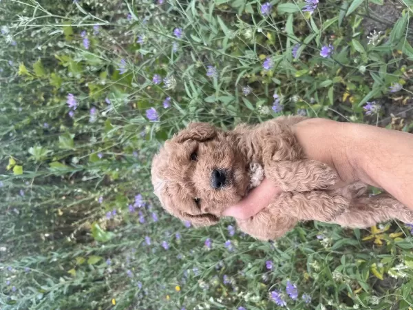 Toy Poodle Yavrularımız İçin Ulaşın