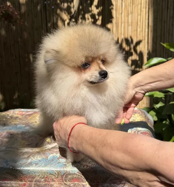 Pomeranian Boo Erkek Garantili