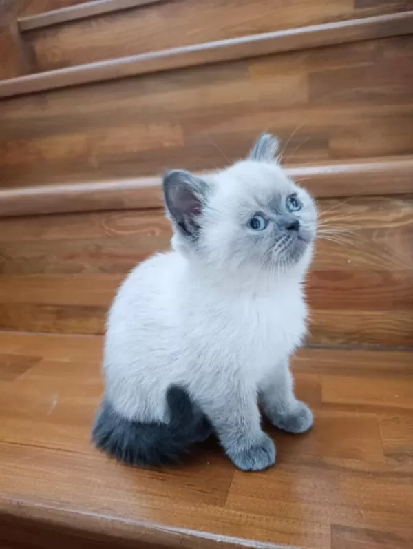 Erkek Blue Point Cinsi Erkek 3.5 Aylık British Shorthair