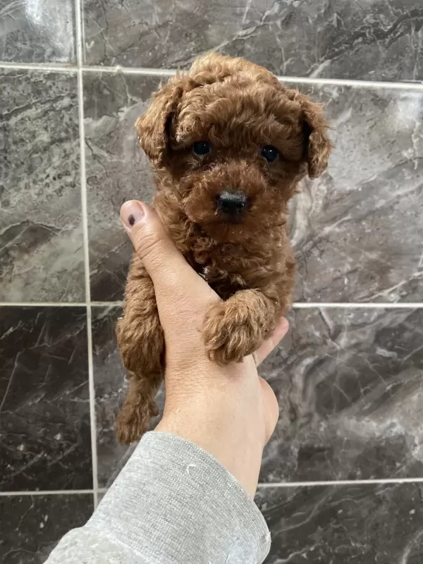 Orjinal Toy Poodle Minyatür Yavrular