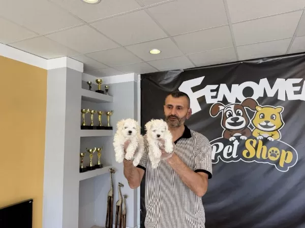 Yeni Shooowww Kalite Maltese Yavrulr Ankara Mağazamzda