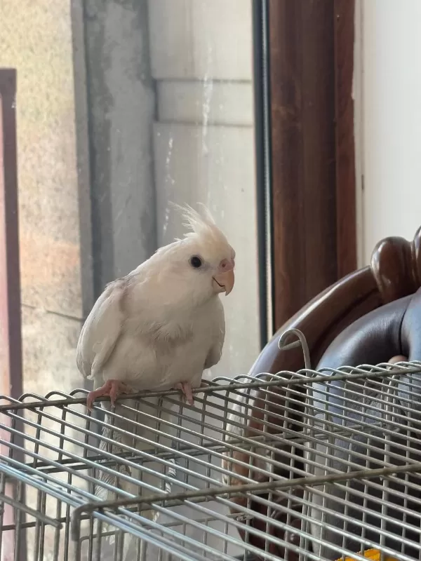 2,5 Aylık Zincir Desen Sultan Papağanı