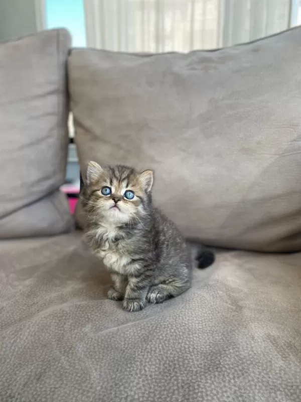 British Shorthair Kardeşler