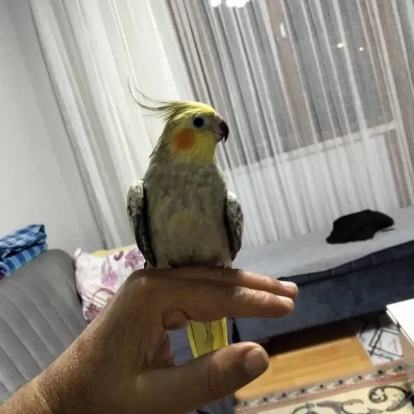 6 7 Aylık Sultan Papağanı