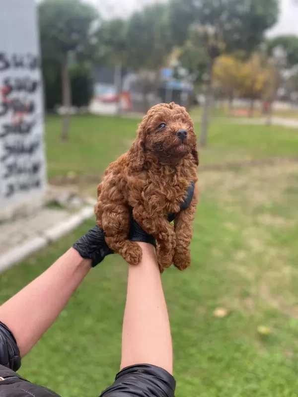 Red Brown Poodle Yavrular Ev Üretimi