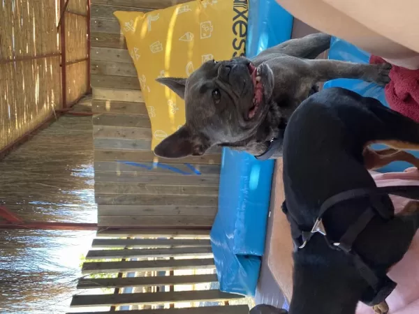 Şımarık French Bulldog Kızımızı Sahiplendiriyoruz