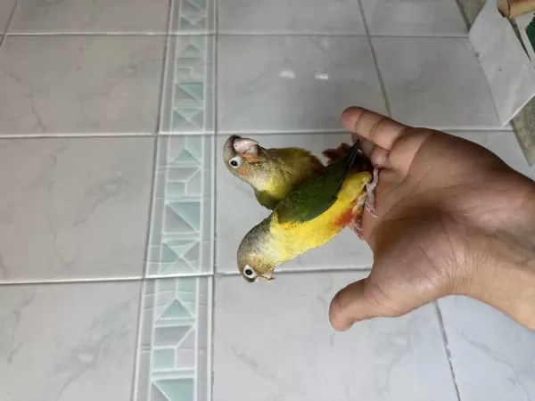El Besleme Konur Papağani