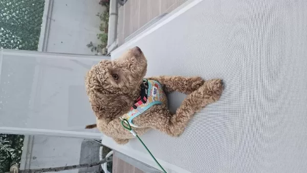 Poodle Köpeğimiz 9 Aylık