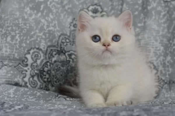 Erkek Golden Point British Shorthair