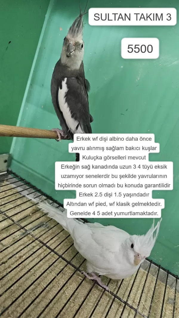 Üretime Uygun Takim Sultan Papağanlari