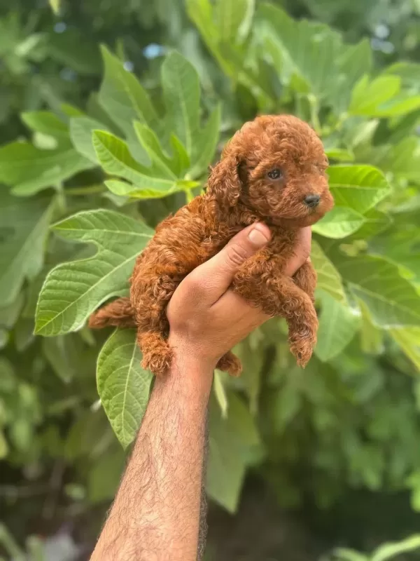 İrk Garantili Safkan Toy Poodle Yavrum