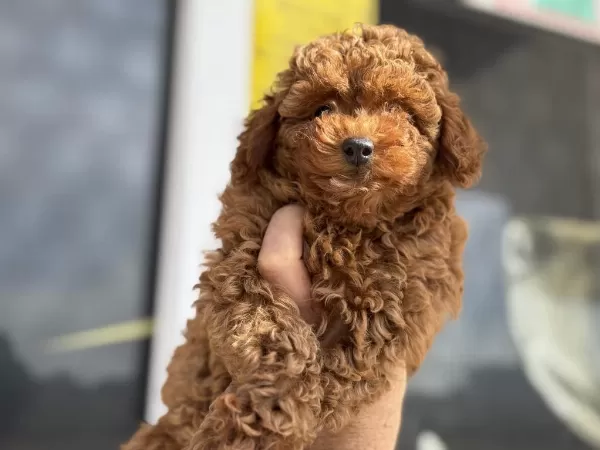 Boy Ve Kg Ram Garantili Toy Poodle Yavrular