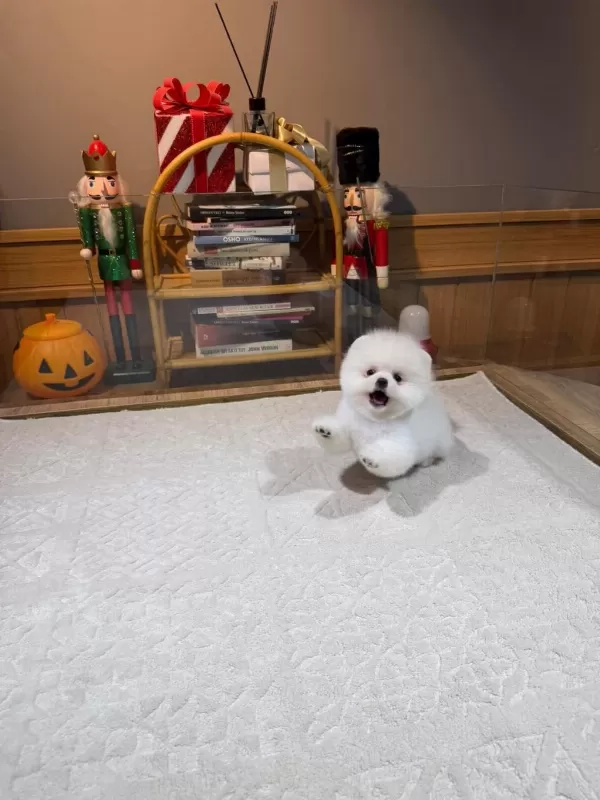 Orjinal Pomeranian Boo