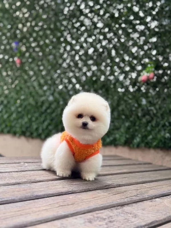 Sağlik Ve İrk Garantili Pomeranian