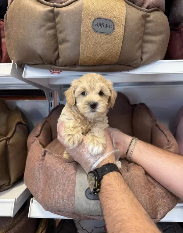 Maltipoo Babyface Yavrularımız