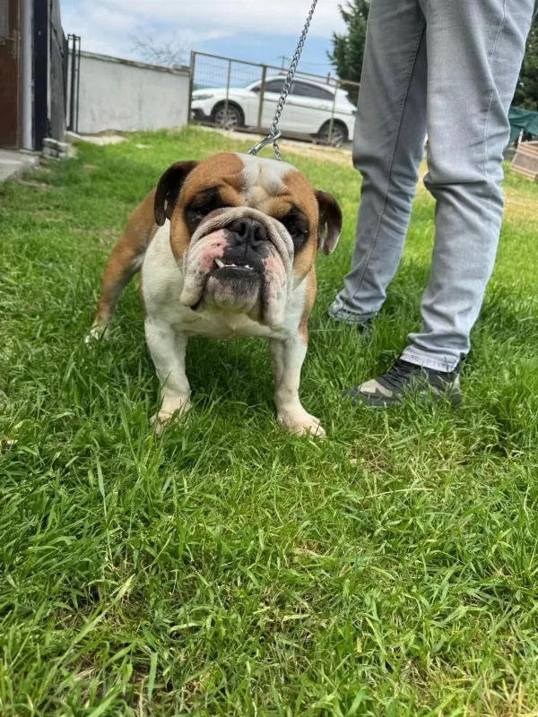 Erkek Yetişkin İngiliz Bulldog