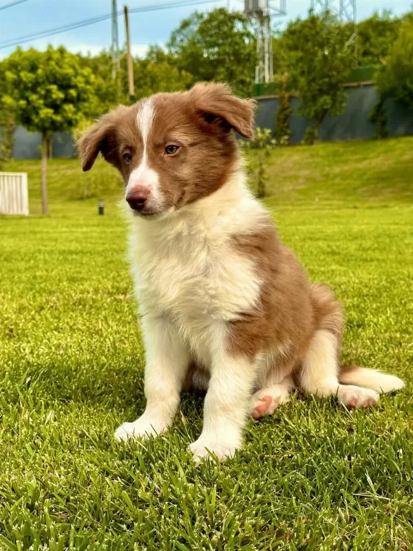 Border Collie Yavruları Aşıları Tam