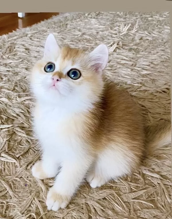 Safkan British Shorthair Golden Ny12 Erkek Yavru