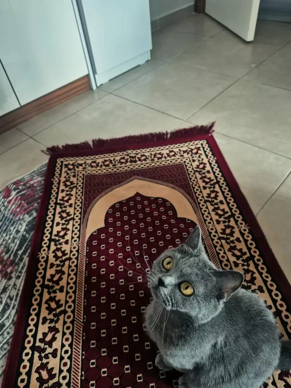 British Shorthair 7 Aylık Dişi