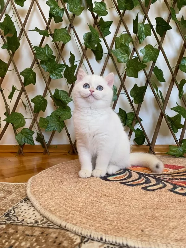 Golden Ny1233 Dişi British Shorthair Golden