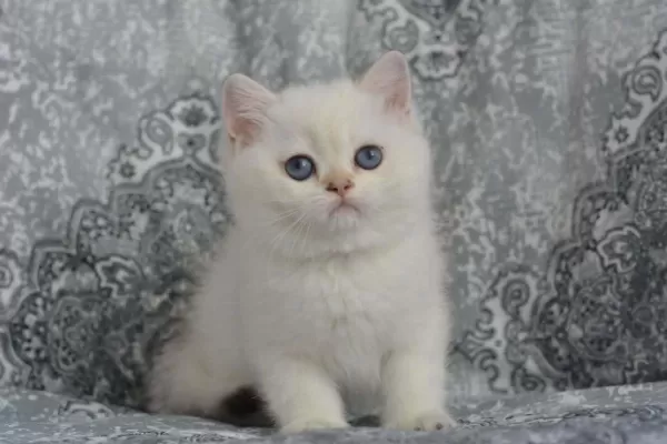 Erkek Golden Point British Shorthair