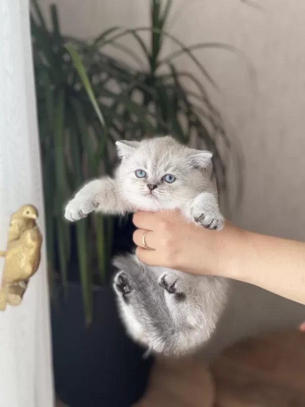 Ayi Surat British Shorthair Yavrum