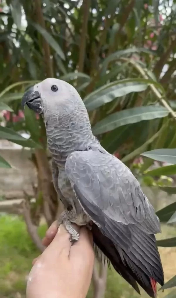Harika Bebek Jako Papağanı