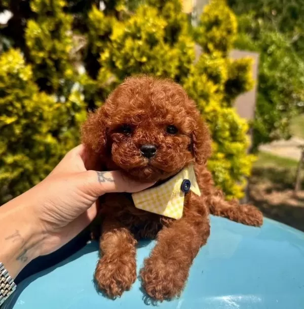 Sevimli Toy Poodle Yavrularımız