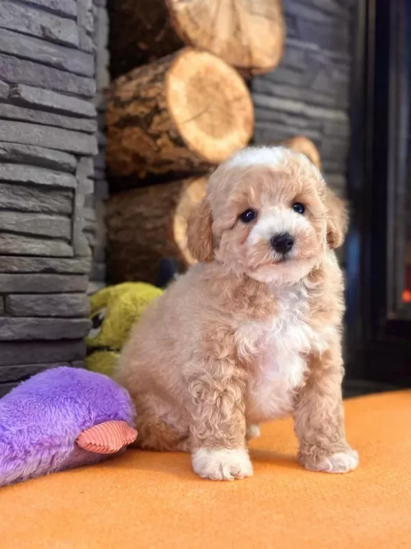 Teddy Surat Kore Kan Maltipoo Yavrularımız