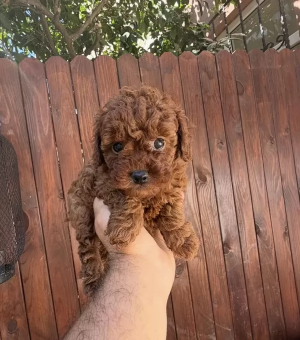 Dark Brown Kore Teacup Yavrular