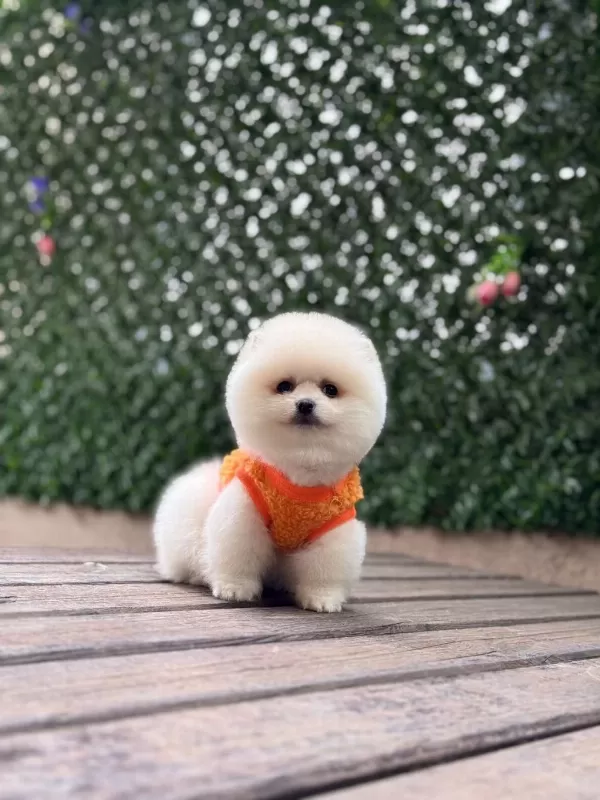 Sağlik Ve İrk Garantili Pomeranian