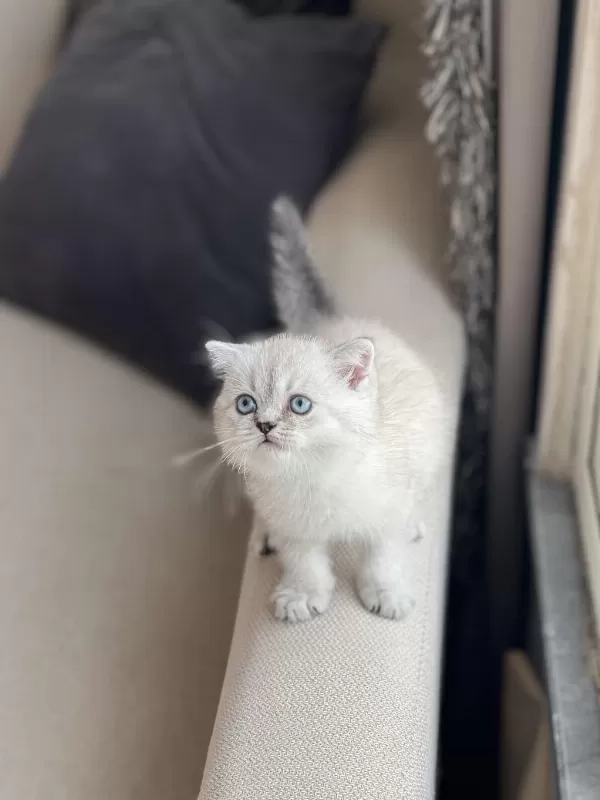 Silver Point Ayi Surat Safkan Scottish Fold Yavrum