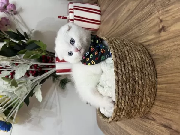 Yakışıklı Scottish Fold Oğlan