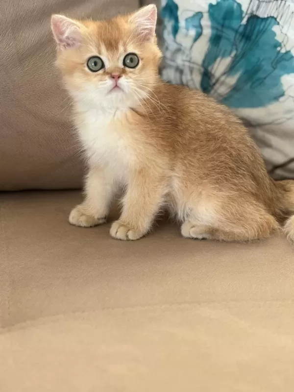British Shorthair Erkek Yavru Teslime Hazır