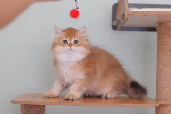 British Longhair Safkan Erkek