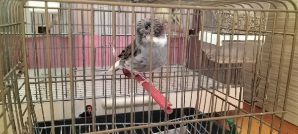 Yeni Eşe Atılmış Takım Gloster Kanaryalar