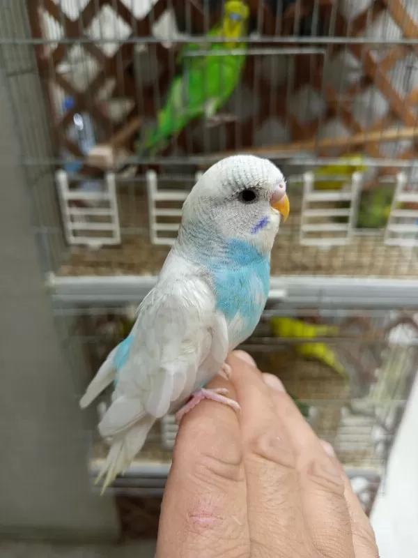 Yavru Muhabbet Kuşlarımız