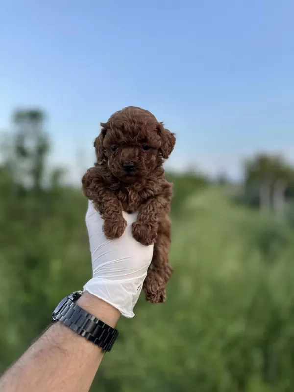 Sağlık Ve İrk Garantili Toy Poodle Yavrularımız