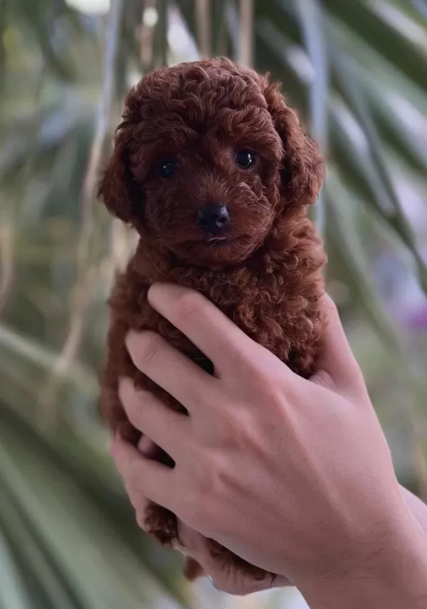 Teacup Kore Poodle Yavruları