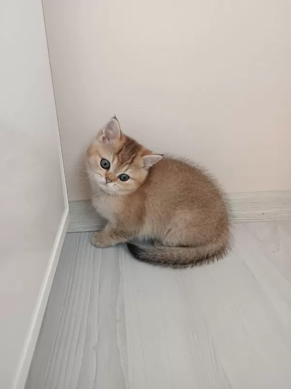 British Shorthair Ny 11 Golden