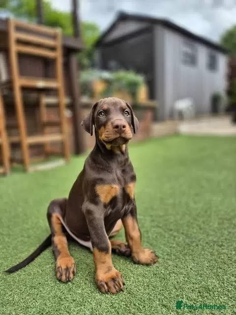 Estetikli Estetiksiz Son Kizil Doberman Yavrular