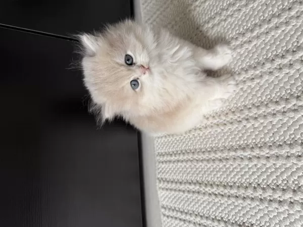 British Longhair Erkek