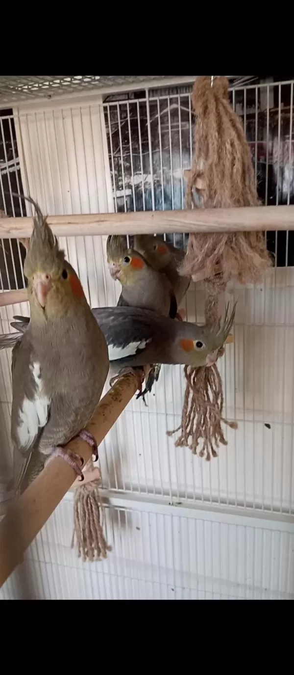 2 Aylık Erkek Yavru Yerli Üretim Sultan Papağanı