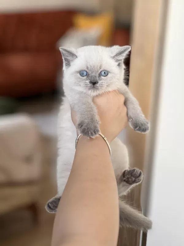 İnsan Canlisi Blue Point Safkan British Shorthair Yavru