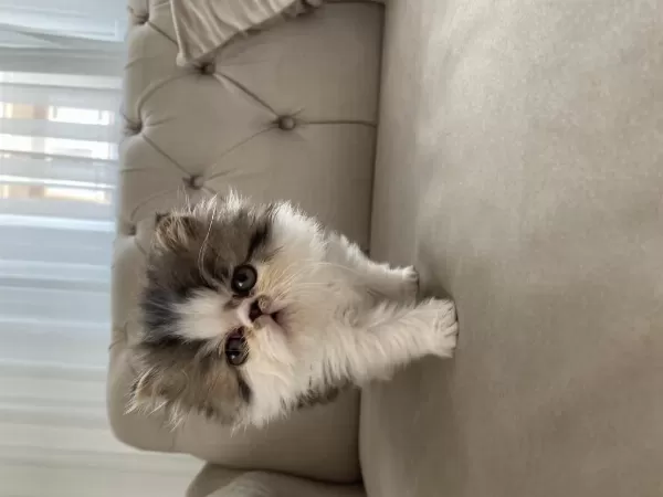 Harika Tatlı Kedimiz