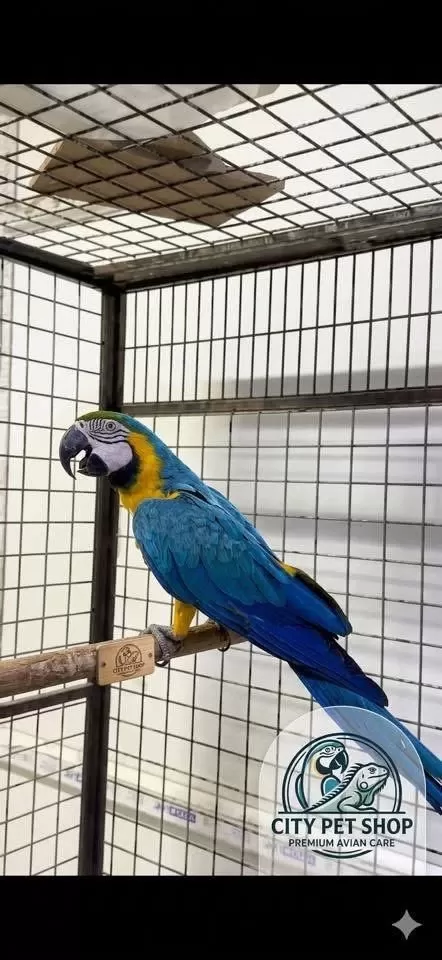 Çipli Belgeli Sari Ve Kirmizi Macawlar