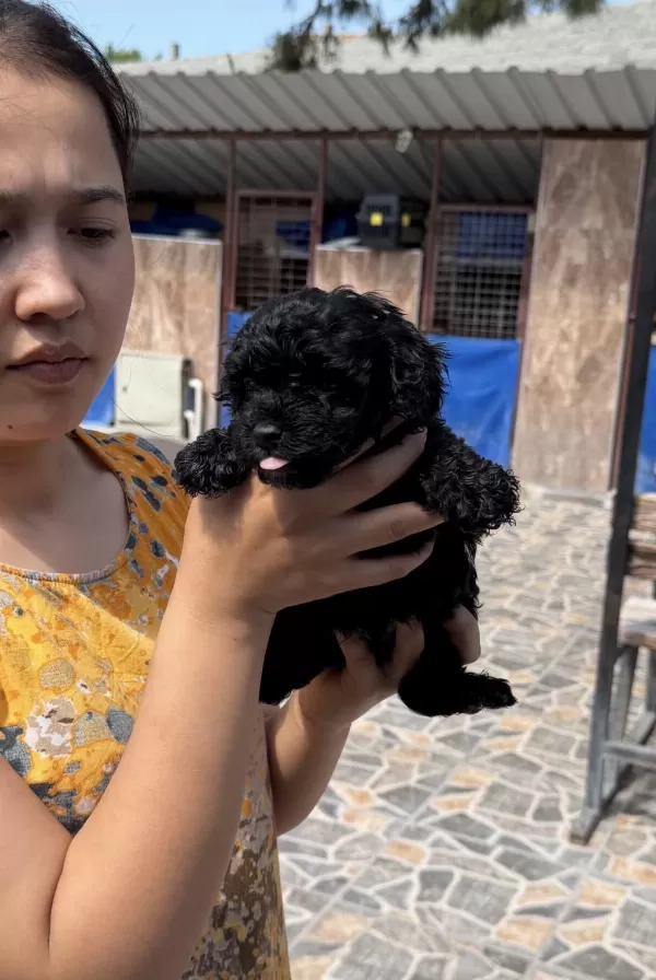 Siyah Toypoodle Zeytin Gözlü Şirin Yavrular