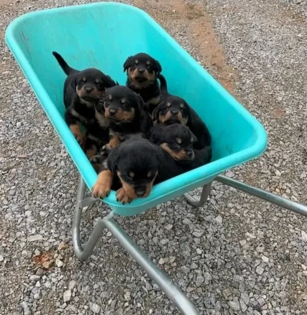 Dişi Erkek Rottweiler Kapıda Ödemeli Güvenli Sistem