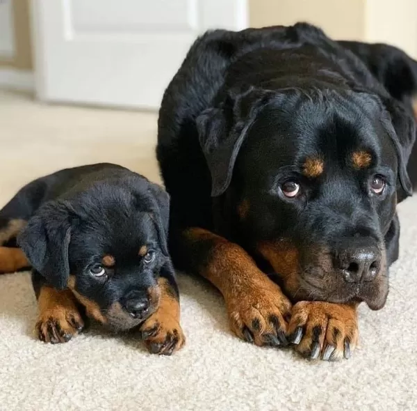 İrkının En İyisi Rottweiler Yavrular Kapıda Ödeme Mevcut