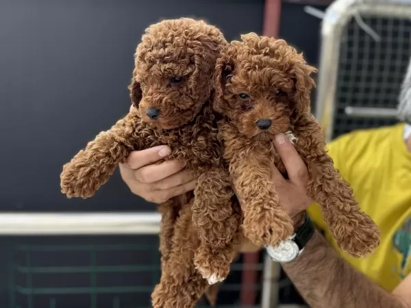 Ankarada Ziyarete Açık Kore Toy Poodle Yavrularımız